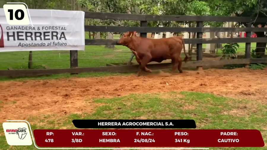 Lote LOTE 10 - JUNIOR