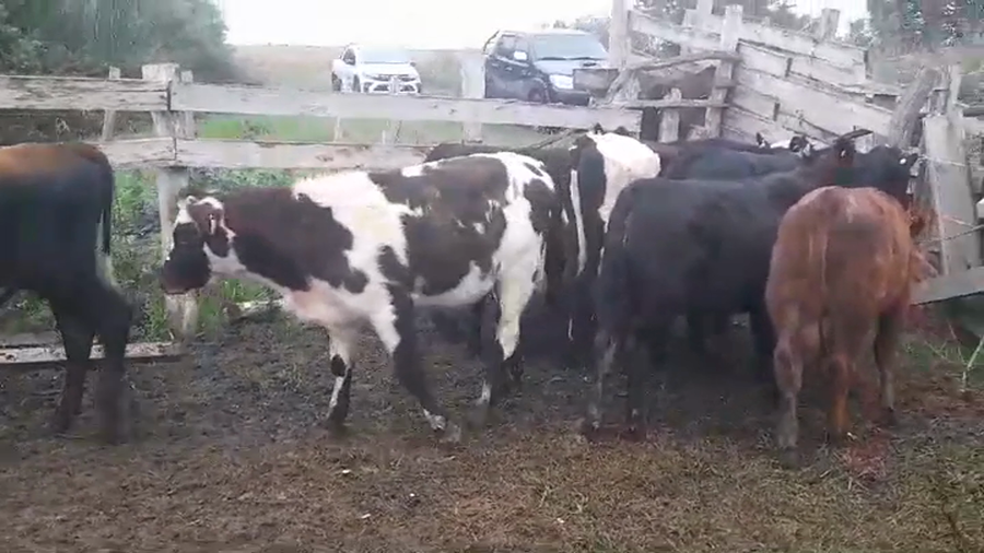 Lote 9 Terneros CRUZAS a remate en #44 Pantalla Carmelo 250kg -  en AGRACIADA