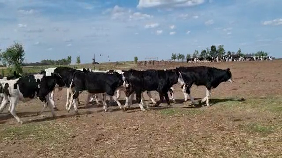 Lote 51 Terneros en Los Toldos, Buenos Aires