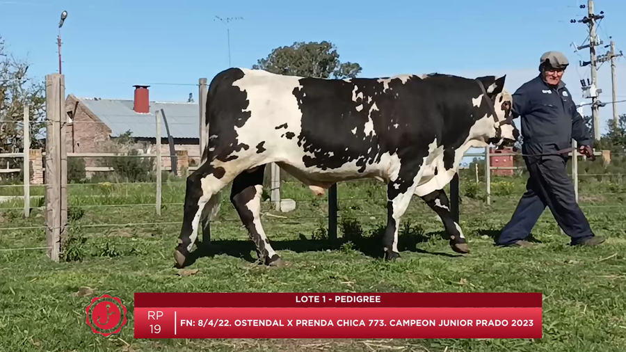 Lote Toros Normando