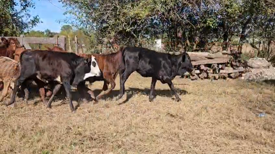 Lote 68 Terneros/as