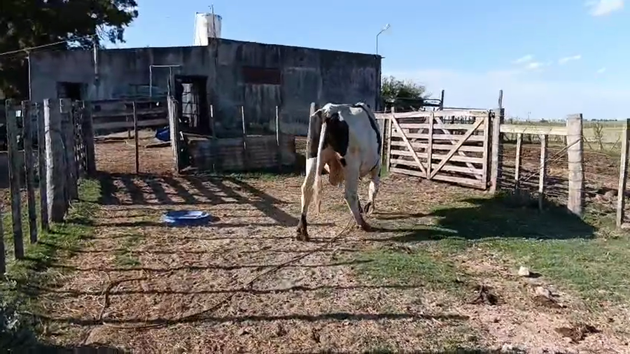 Lote Toros a remate en Pantalla Camy 650kg - , San José
