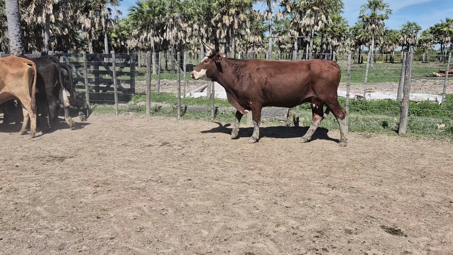 Lote 35 Vacas de invernar en Santa Fe, Villa Guillermina
