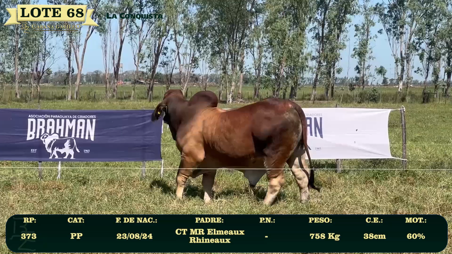 Lote LOTE 68