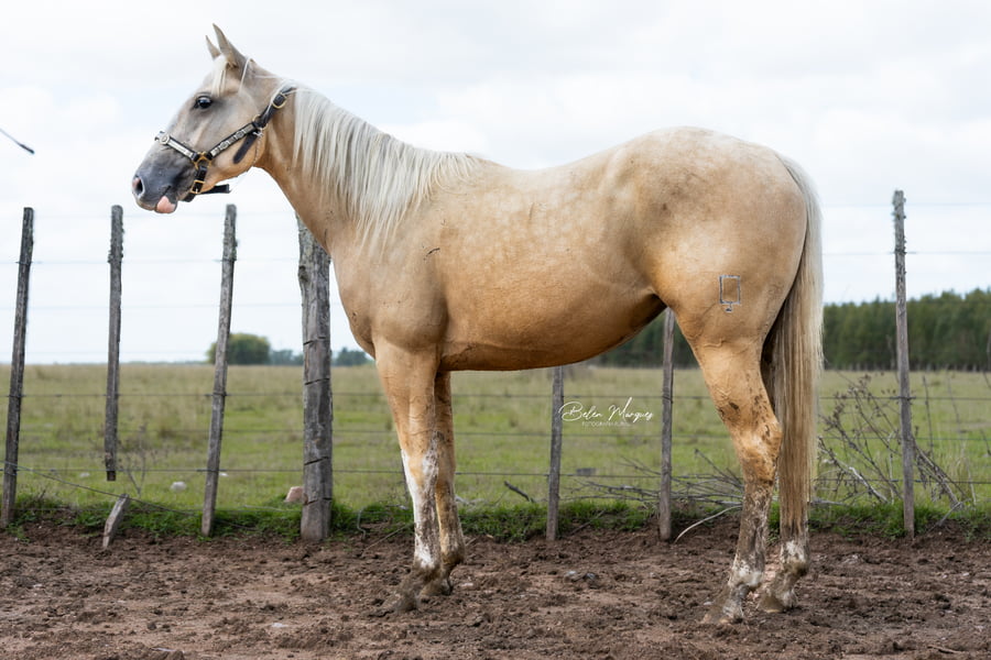 Lote WIMPY'S SWEET HEART