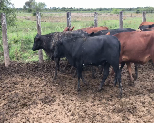 Lote 95 Terneras en Palo Santo, Formosa