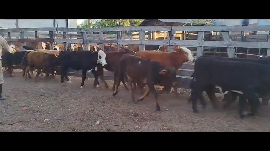 Lote 120 Terneros/as