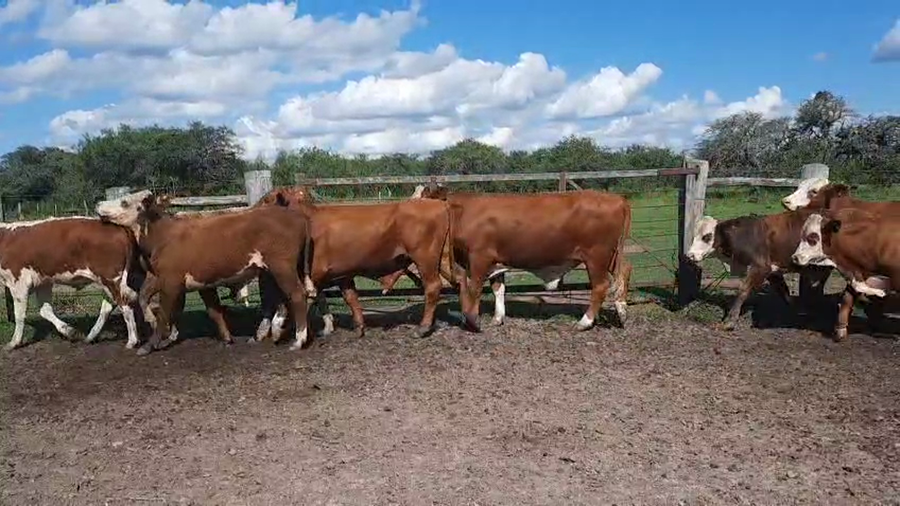 Lote 34 Novillos