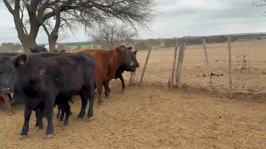 Lote 106 Vientres preñados y con cría en Fortuna, San Luis