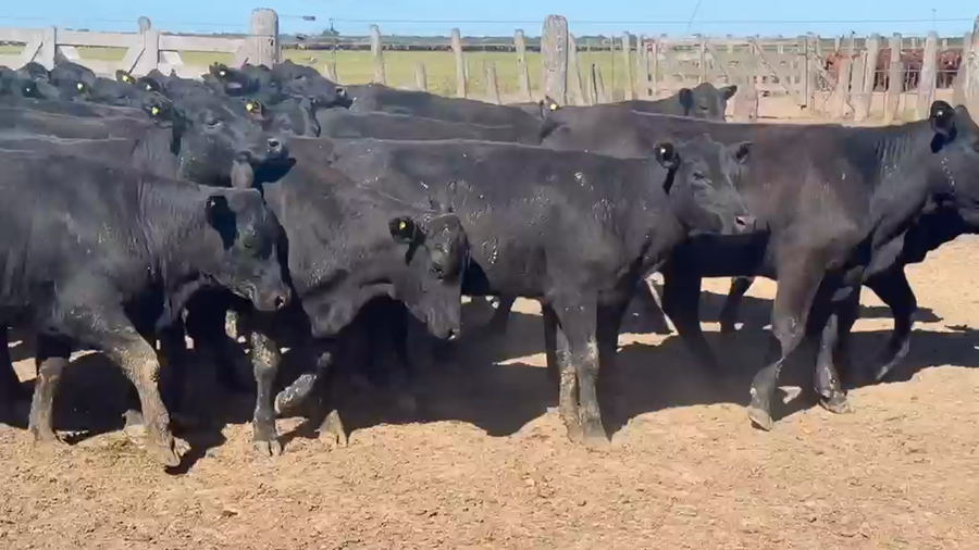 Lote 54 Vaquillonas