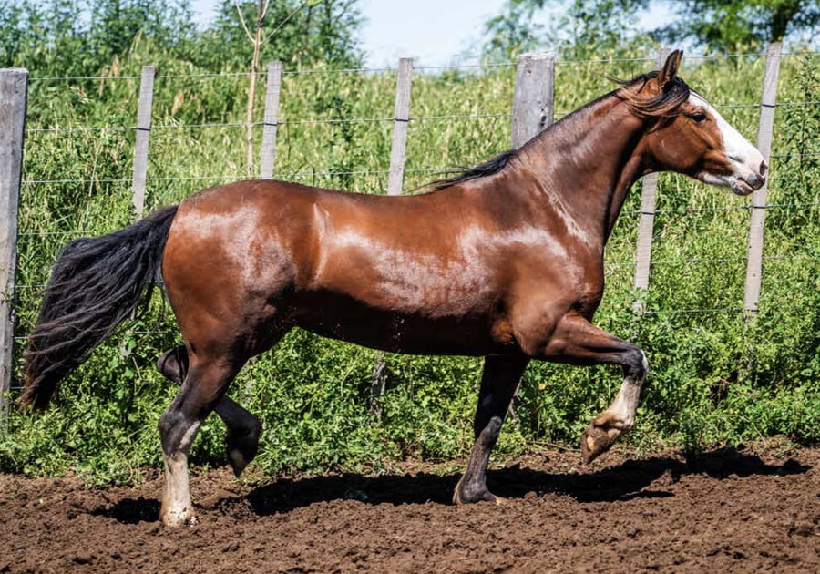 Lote TAÑIDO OJOS PARDOS