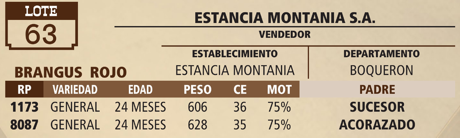 Lote LOTE 63 - VIVO
