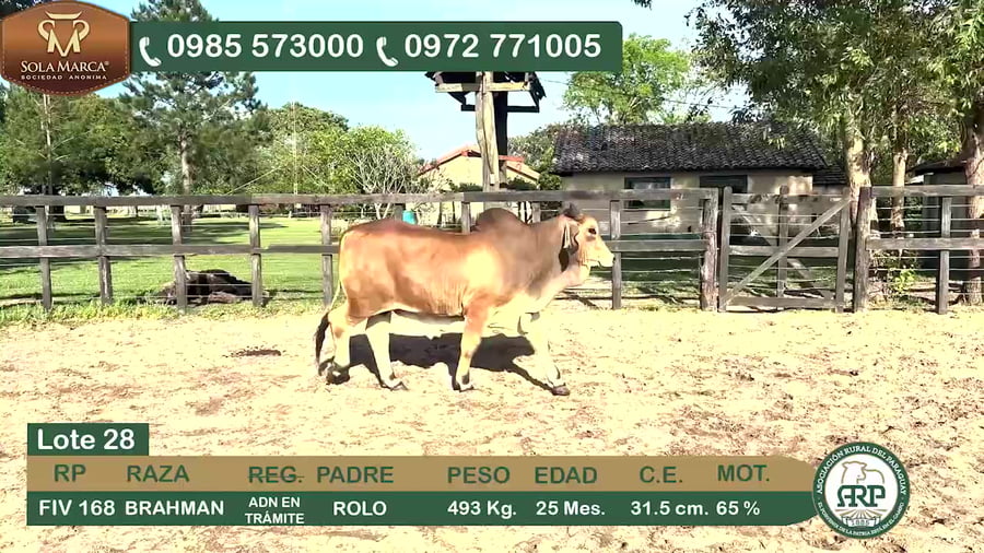 Lote Toros BRAHMAN a remate en 34º Feria especial de reproductores e invernada, Ñeembucú