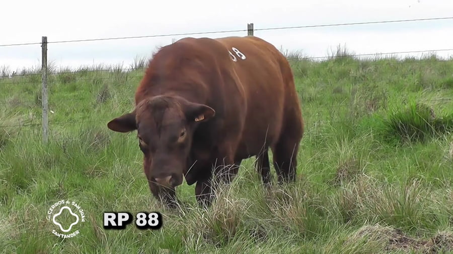 Lote Toro 3 años | S.A.