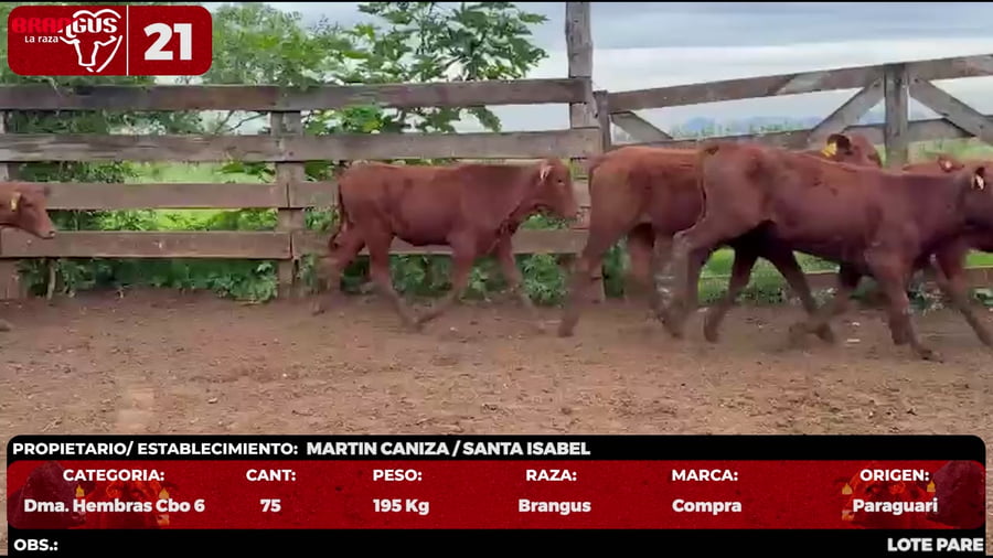 Lote LOTE 21 - POR PANTALLA
