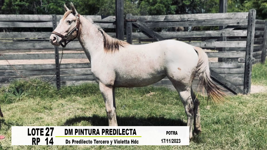 Lote DM PINTURA PREDILECTA