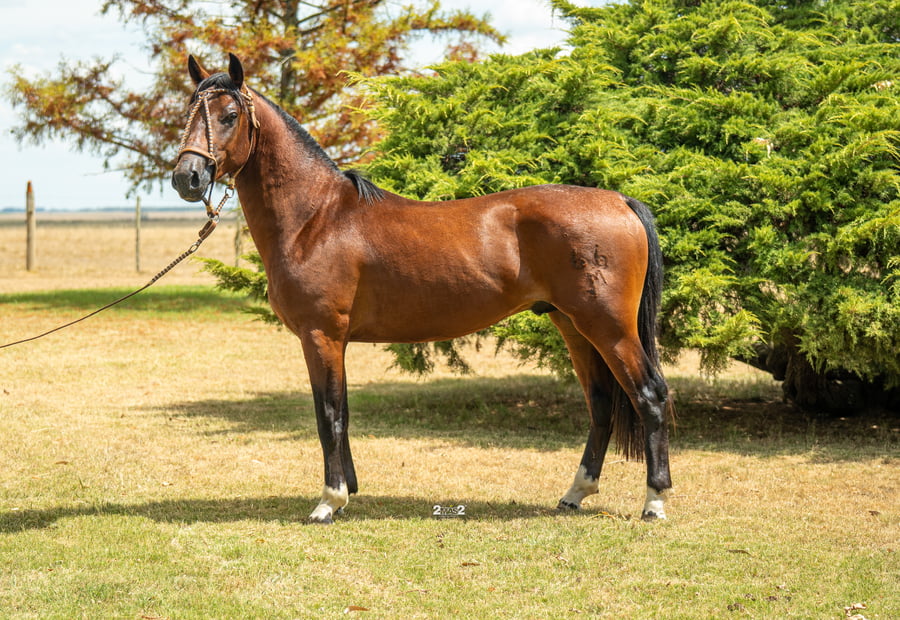 Lote MACONDO TROPILLERO