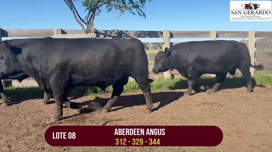 Lote TOROS ABERDEEN ANGUS