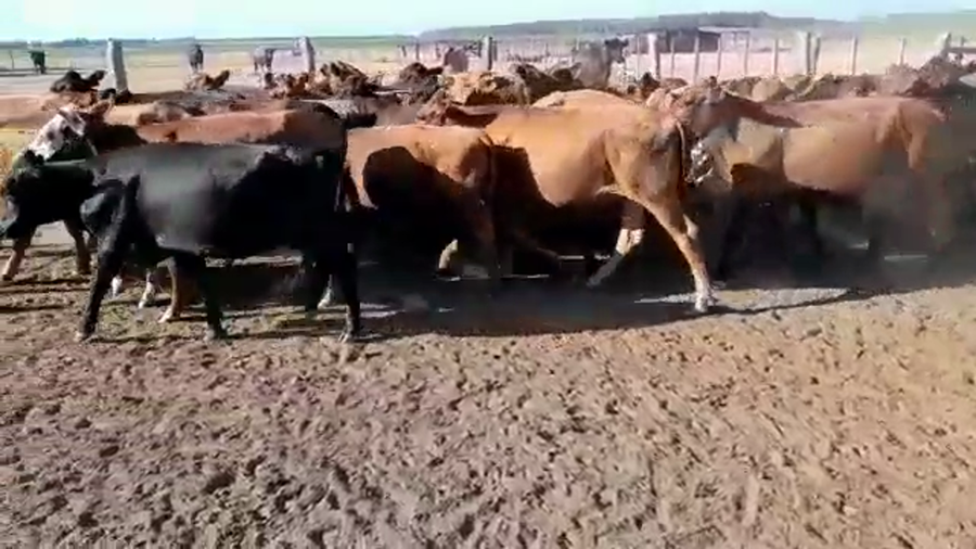 Lote 38 Terneros/as en Concordia, Entre Ríos