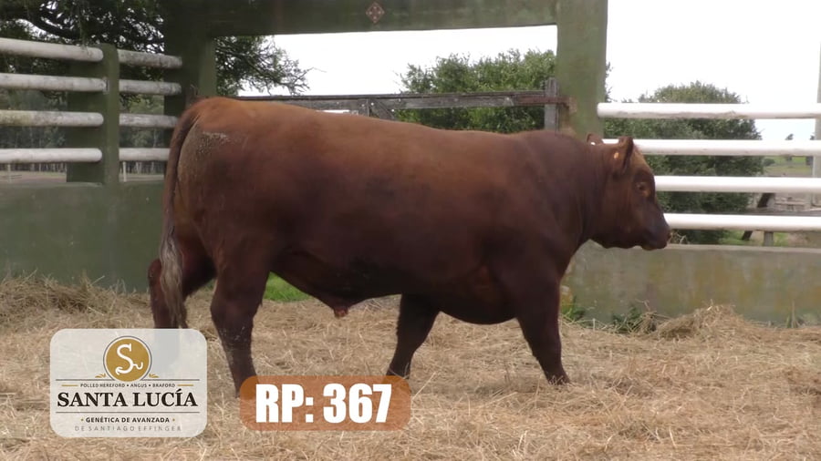 Lote Angus