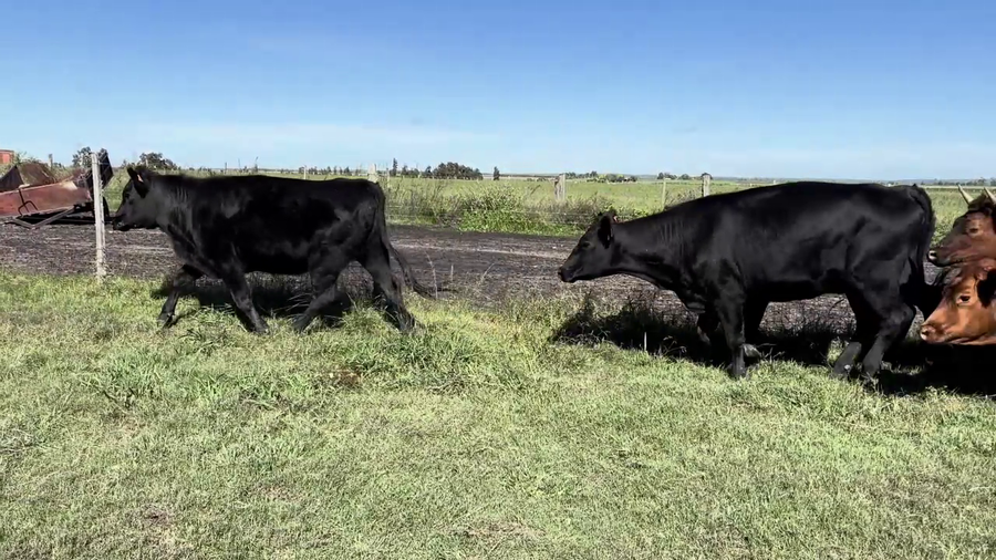 Lote VAQUILLONAS ENTORADAS