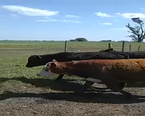 Lote 20 Terneros/as en Saladillo, Buenos Aires