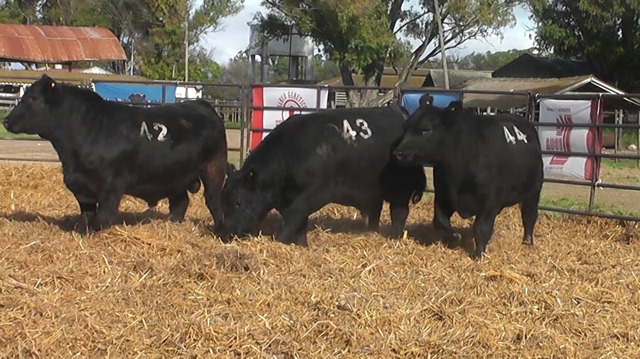 Lote TOROS ANGUS NEGROS PC