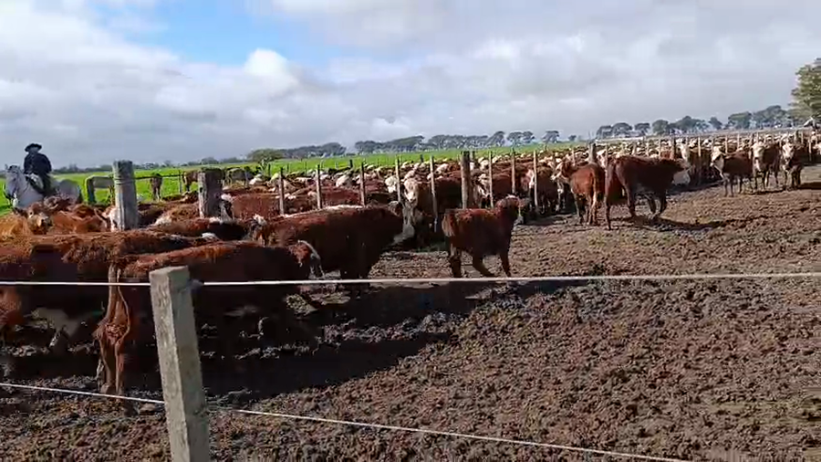 Lote 100 Terneras