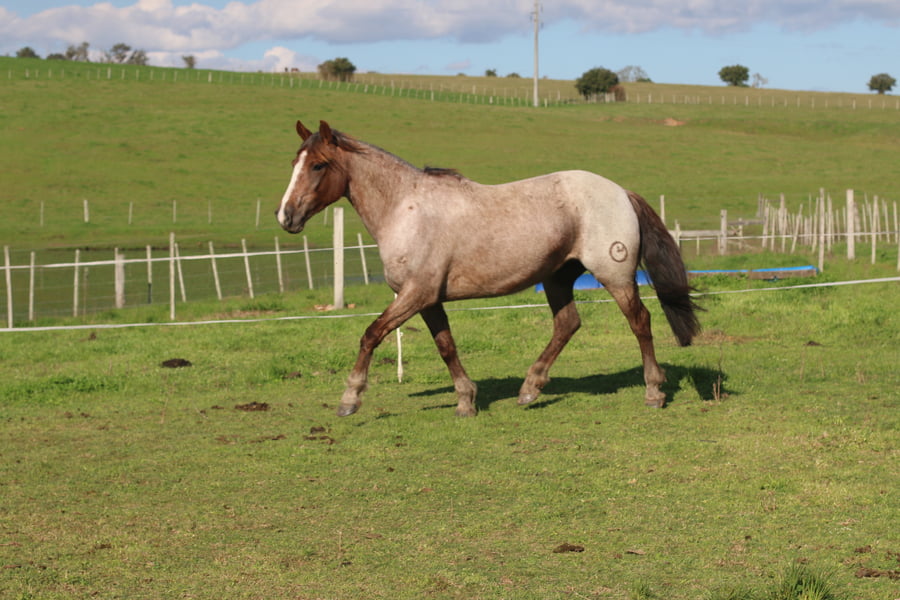 Lote SANTA GLORIA CIGARRA