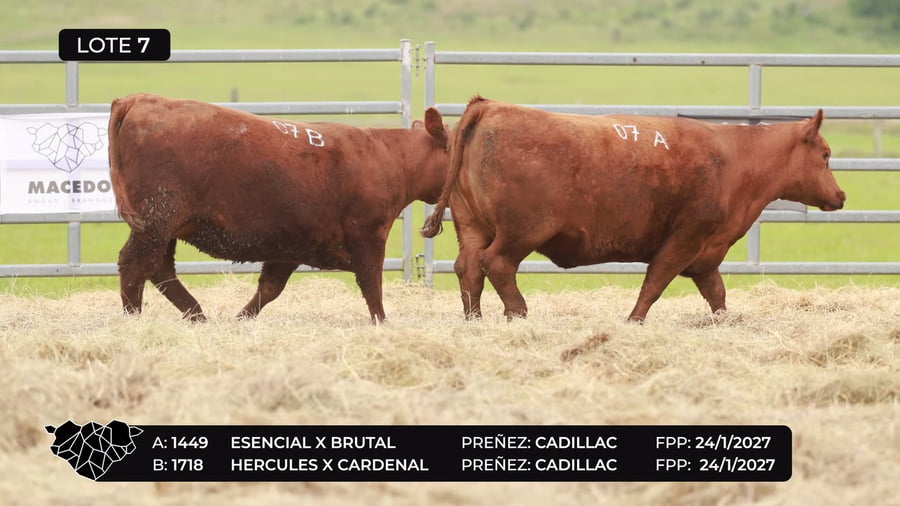 Lote Lote 07-B