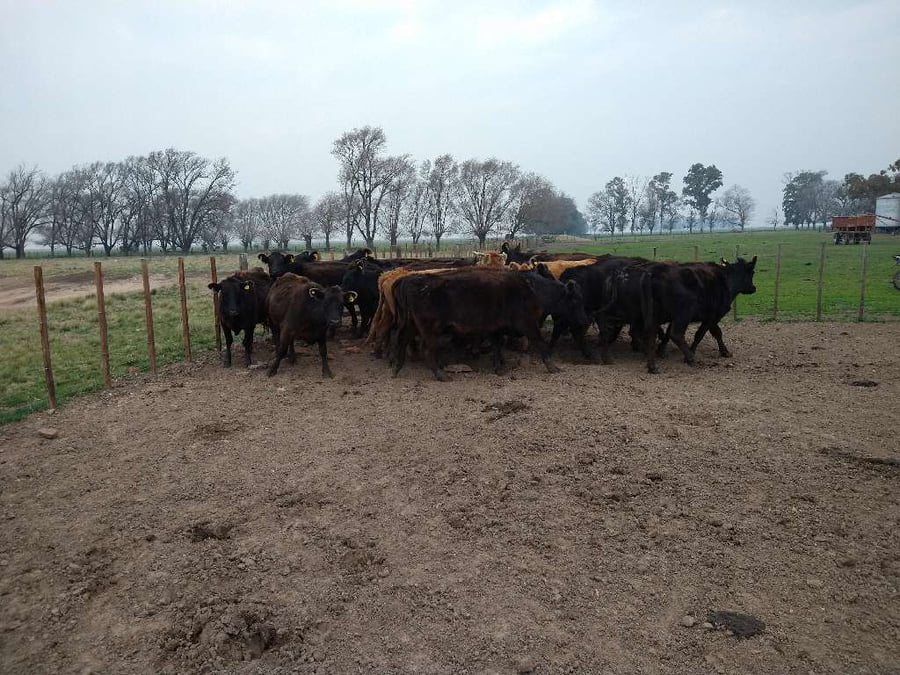 Lote 19 Vacas nuevas en Gral. Lamadrid, Buenos Aires