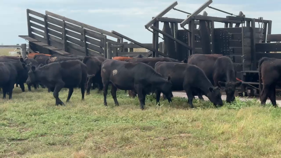 Lote 65 Novillitos y vaquillonas