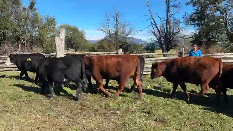 Lote 43 Novillo Engorda en XI Región Aysén, Coyhaique