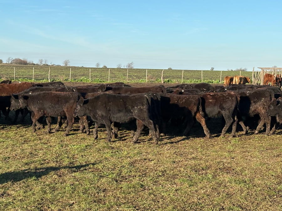 Lote 58 Terneras en Entre Ríos, Villaguay