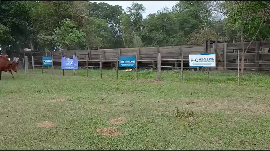 Lote 28 Vaquillonas C/ gtia de preñez