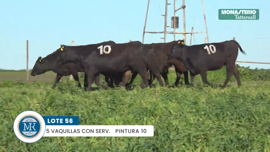 Lote "ME KEN" VAQUILLAS MAS Con Servicio