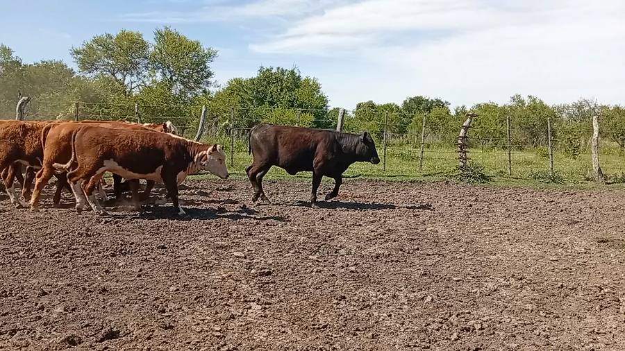 Lote 75 Terneros/as en Entre Ríos, Federal