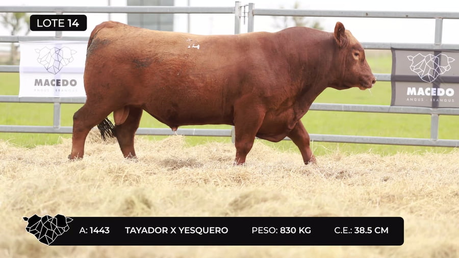 Lote Lote 14
