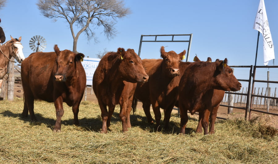 Lote VACAS MEDIO DIENTE (Corral 7)