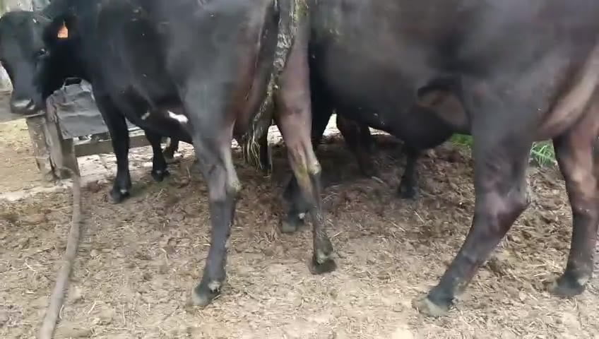 Lote 5 Vaquillonas  a remate en Pantalla Camy, San José
