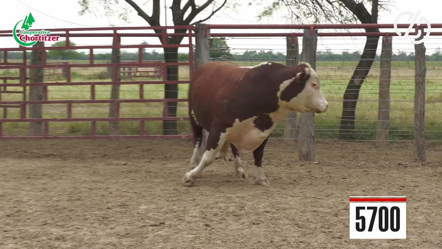 Lote Hereford