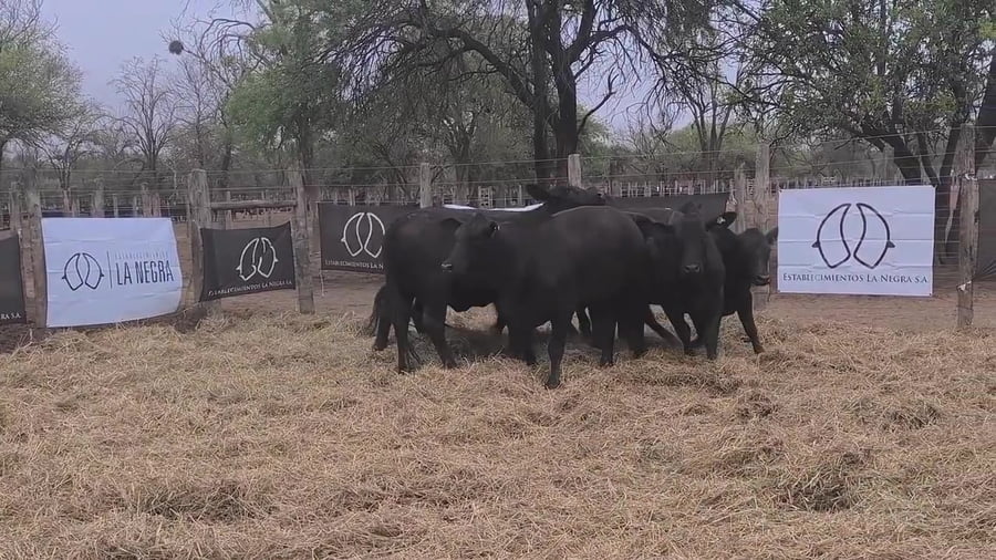 Lote Vaquillona preñada