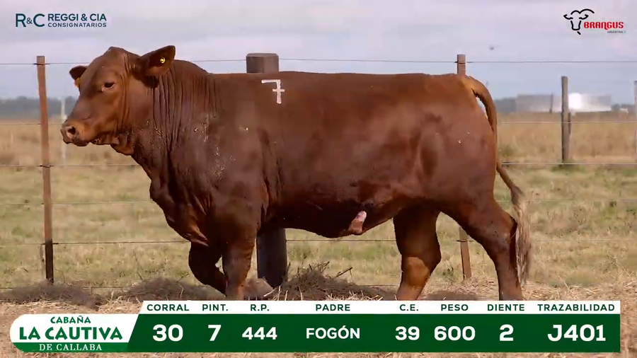 Lote TOROS BRANGUS PPC Cabaña La Cautiva