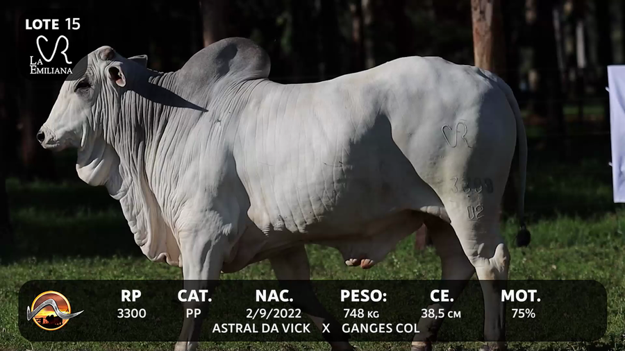 Lote LOTE 15