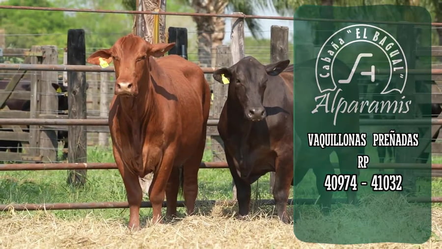 Lote Vaquillona preñada