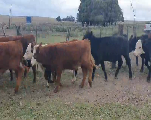 Lote 60 Terneros/as en Tandil, Buenos Aires