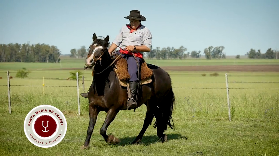 Lote DEL SILENCIO GUERRERA