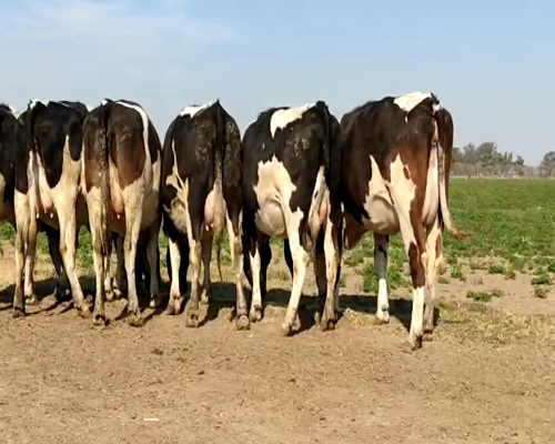 Lote VAQUILLONAS PREÑADAS 1 BELTRAMINO