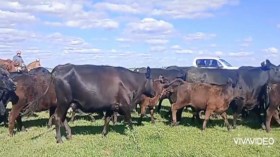 Lote 64 AL CTE USADAS