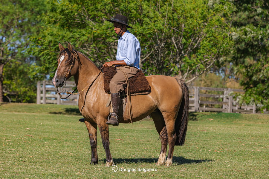 Lote INFANTA DE LA COLNA